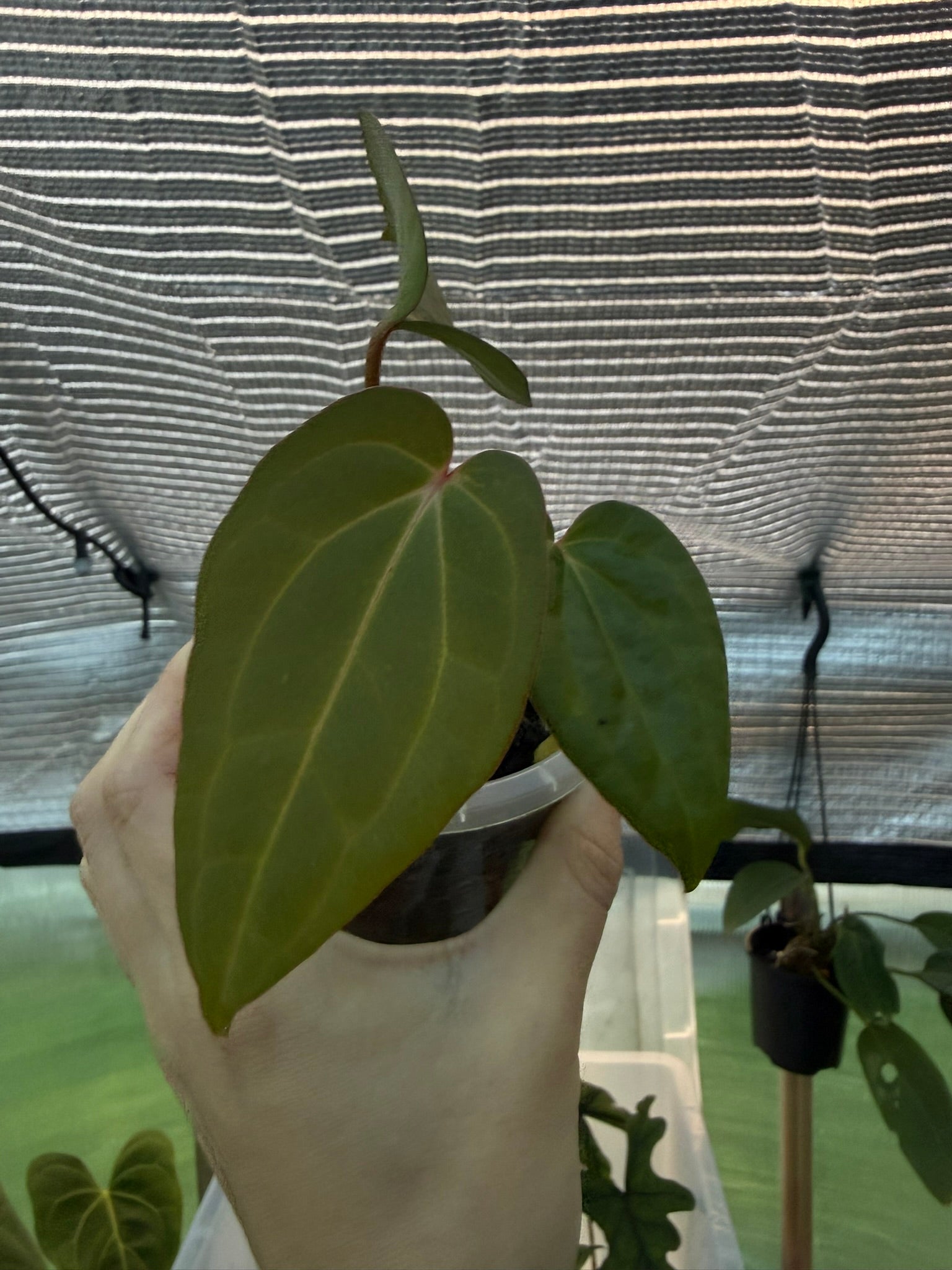 Anthurium PapxDres X Waddle NOID | 'Volcanic Ash'