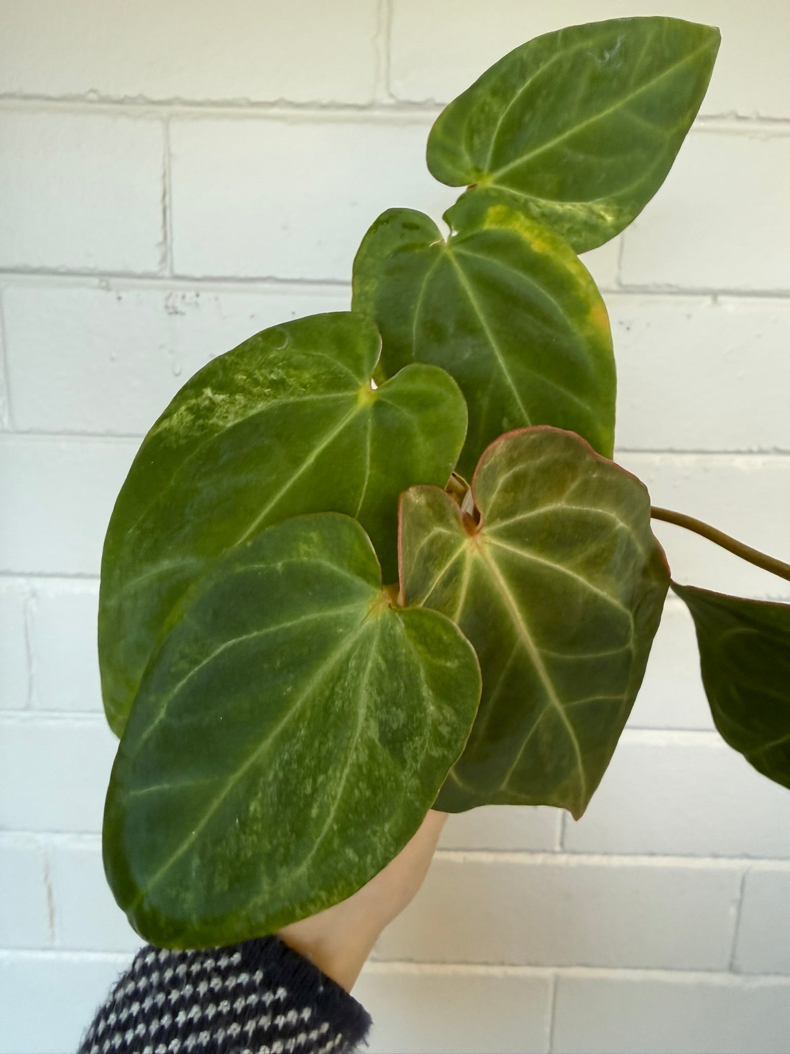 Anthurium Variegated Forgettii x X Black Cherry