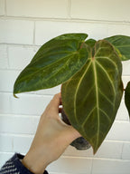 Anthurium Variegated Forgettii x X Black Cherry