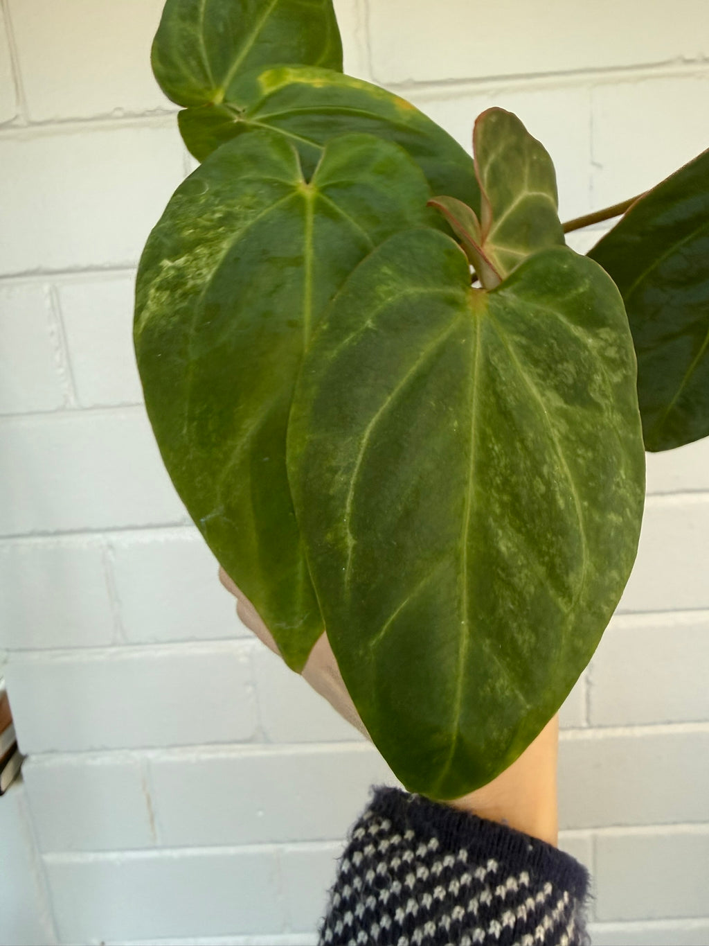Anthurium Variegated Forgettii x X Black Cherry