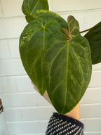 Anthurium Variegated Forgettii x X Black Cherry