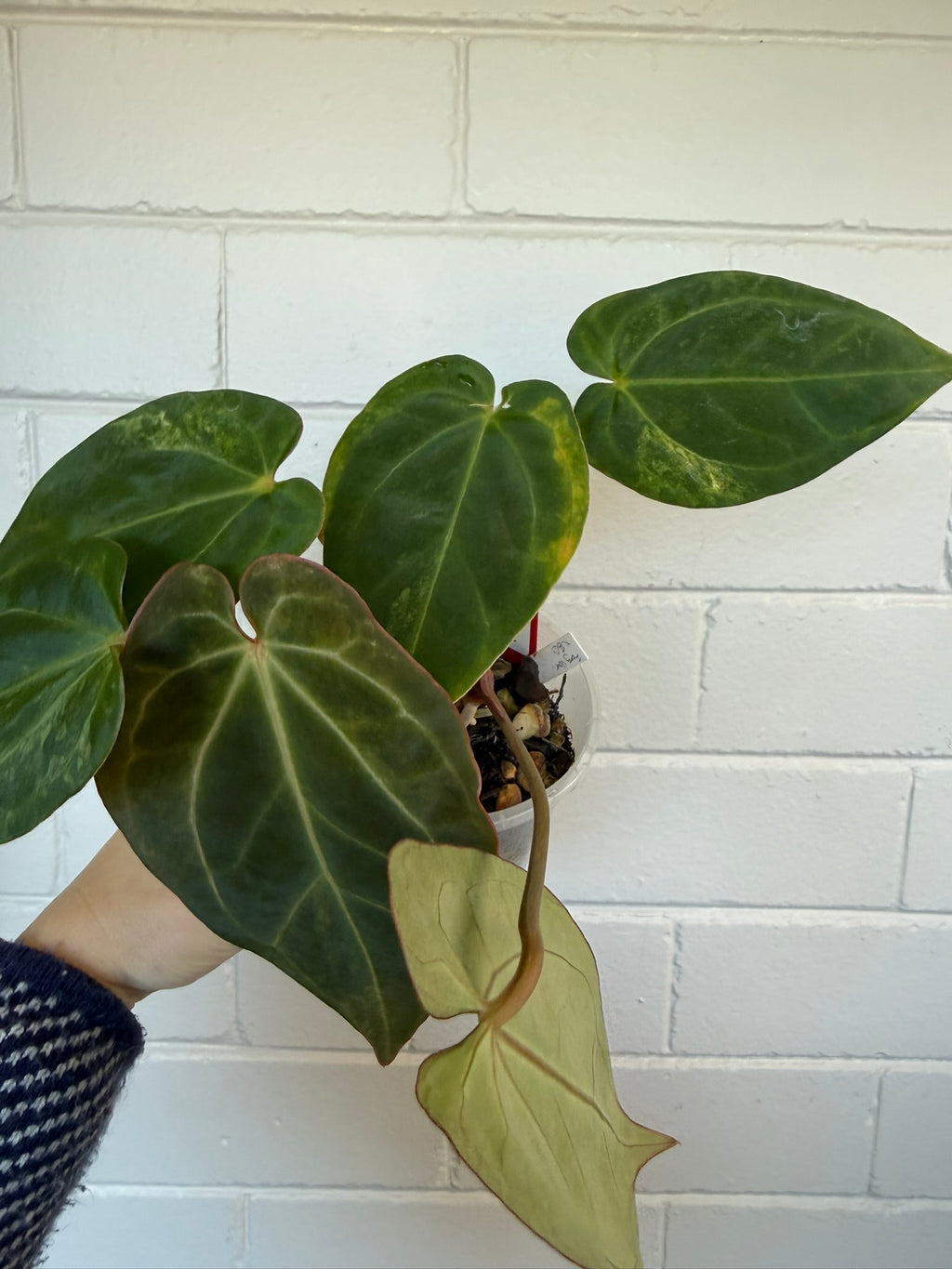 Anthurium Variegated Forgettii x X Black Cherry
