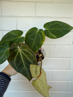 Anthurium Variegated Forgettii x X Black Cherry