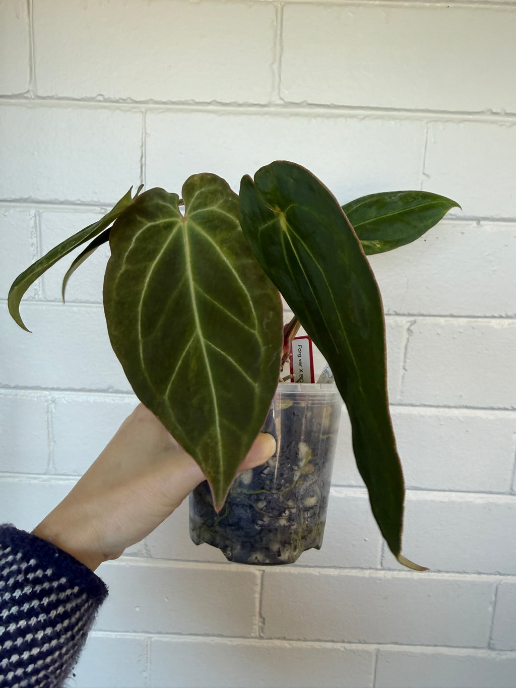 Anthurium Variegated Forgettii x X Black Cherry