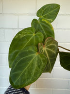 Anthurium Variegated Forgettii x X Black Cherry