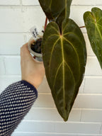 Anthurium 'Andres dagger' | Papillaminum x Bessesae