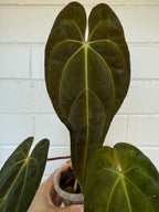 Anthurium 'Andres dagger' | Papillaminum x Bessesae