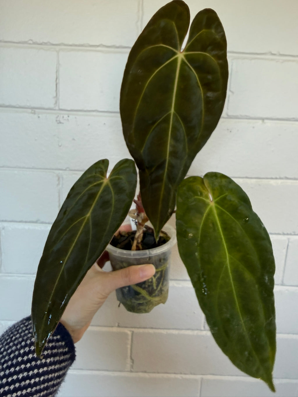 Anthurium 'Andres dagger' | Papillaminum x Bessesae