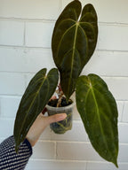 Anthurium 'Andres dagger' | Papillaminum x Bessesae