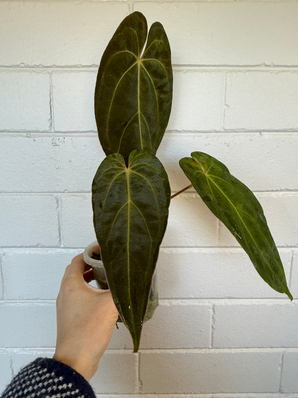Anthurium 'Andres dagger' | Papillaminum x Bessesae