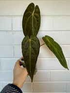 Anthurium 'Andres dagger' | Papillaminum x Bessesae