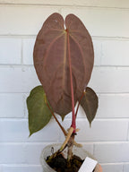 Anthurium 'Andres dagger' | Papillaminum x Bessesae