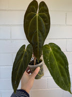 Anthurium 'Andres dagger' | Papillaminum x Bessesae