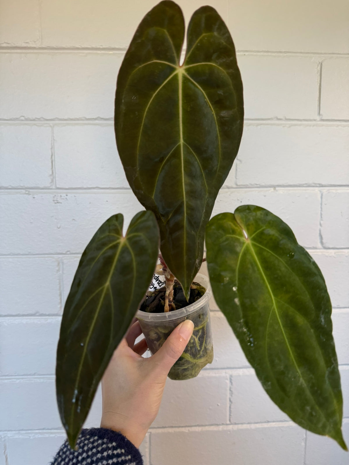 Anthurium 'Andres dagger' | Papillaminum x Bessesae