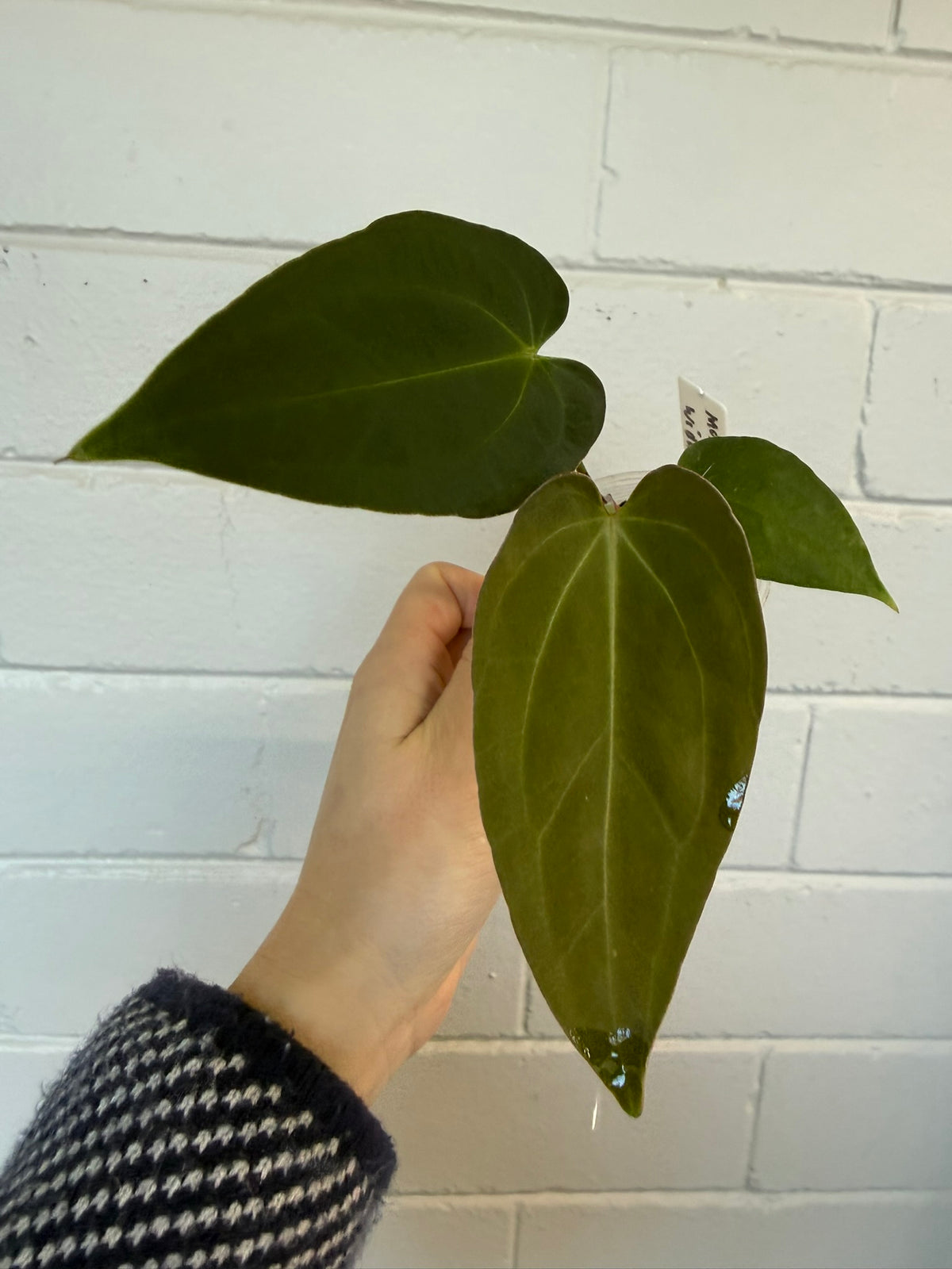 Anthurium 'Morningstar' | Widow X Reverse Cherry