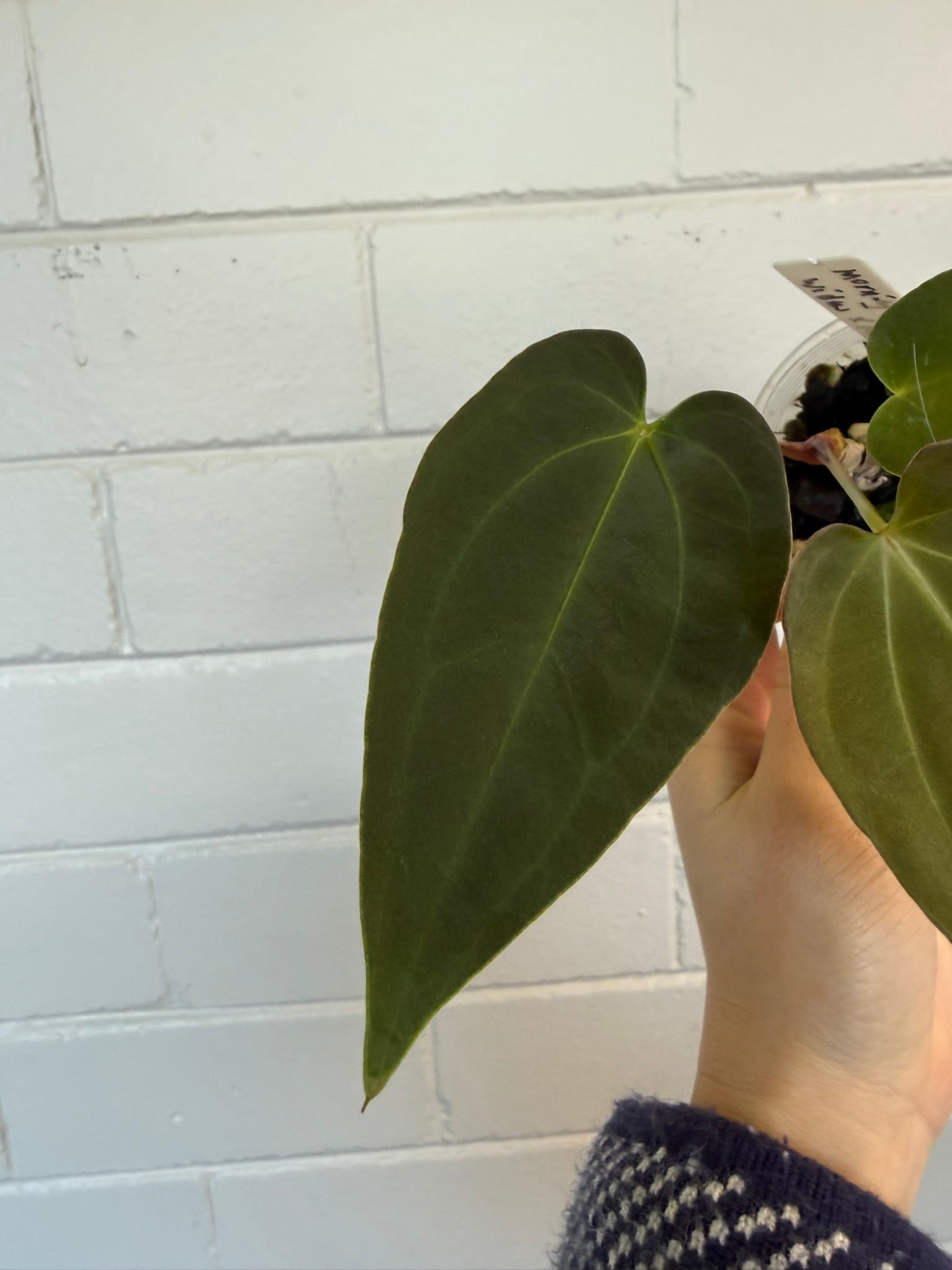 Anthurium 'Morningstar' | Widow X Reverse Cherry