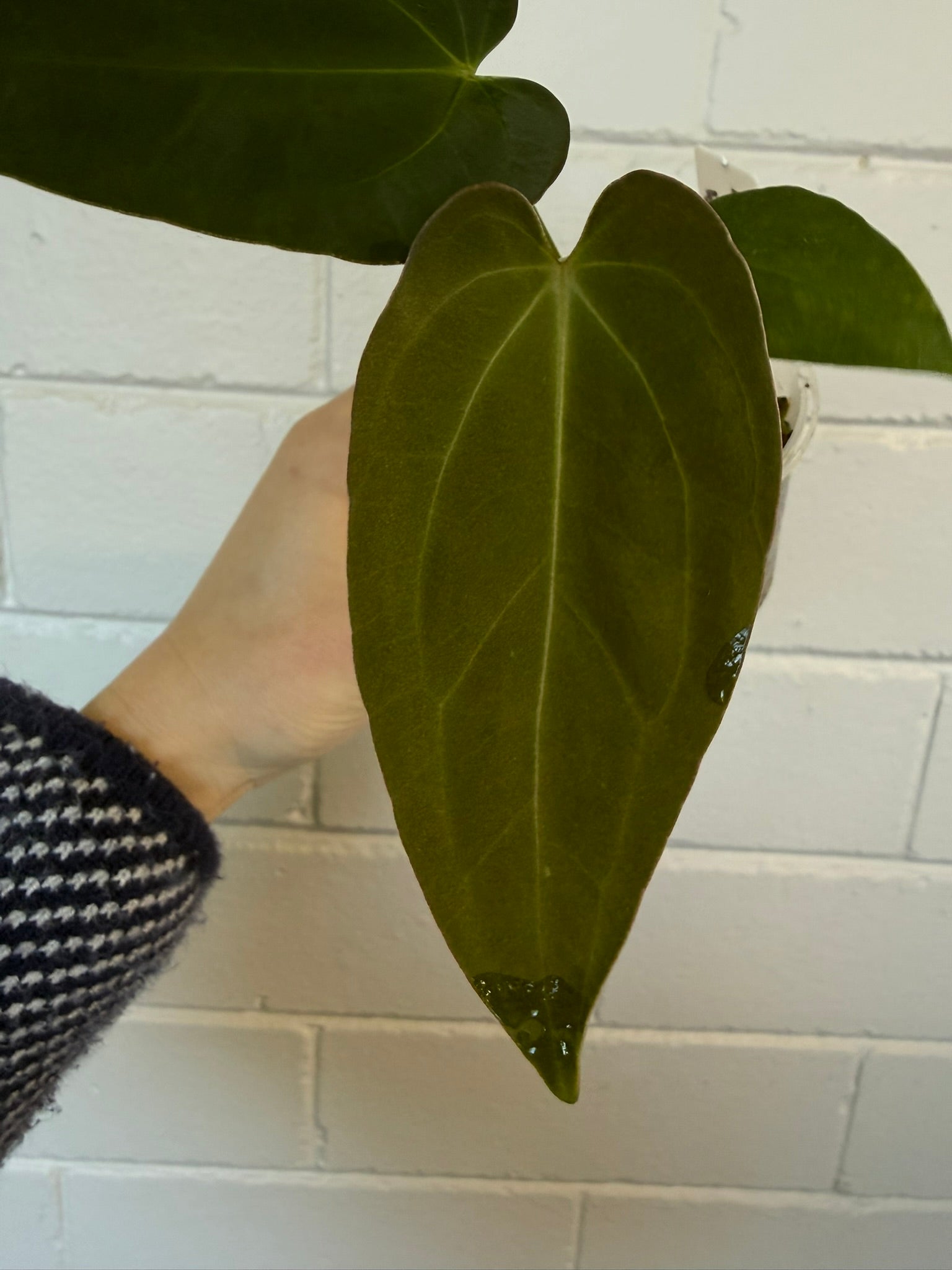 Anthurium 'Morningstar' | Widow X Reverse Cherry