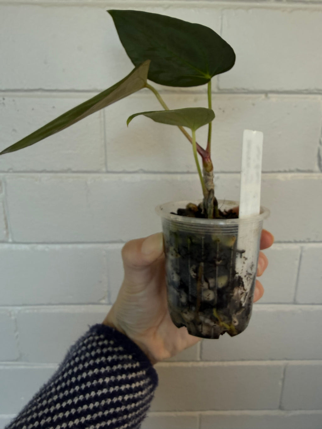 Anthurium 'Morningstar' | Widow X Reverse Cherry
