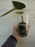 Anthurium 'Morningstar' | Widow X Reverse Cherry