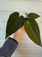 Anthurium 'Morningstar' | Widow X Reverse Cherry