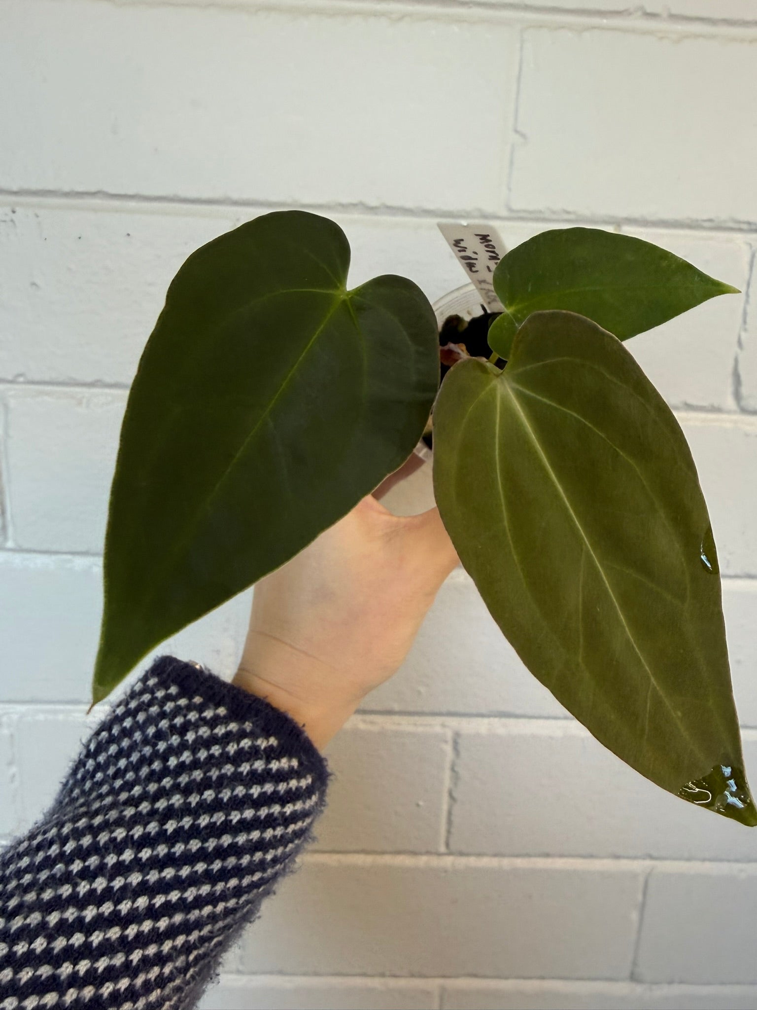 Anthurium 'Morningstar' | Widow X Reverse Cherry
