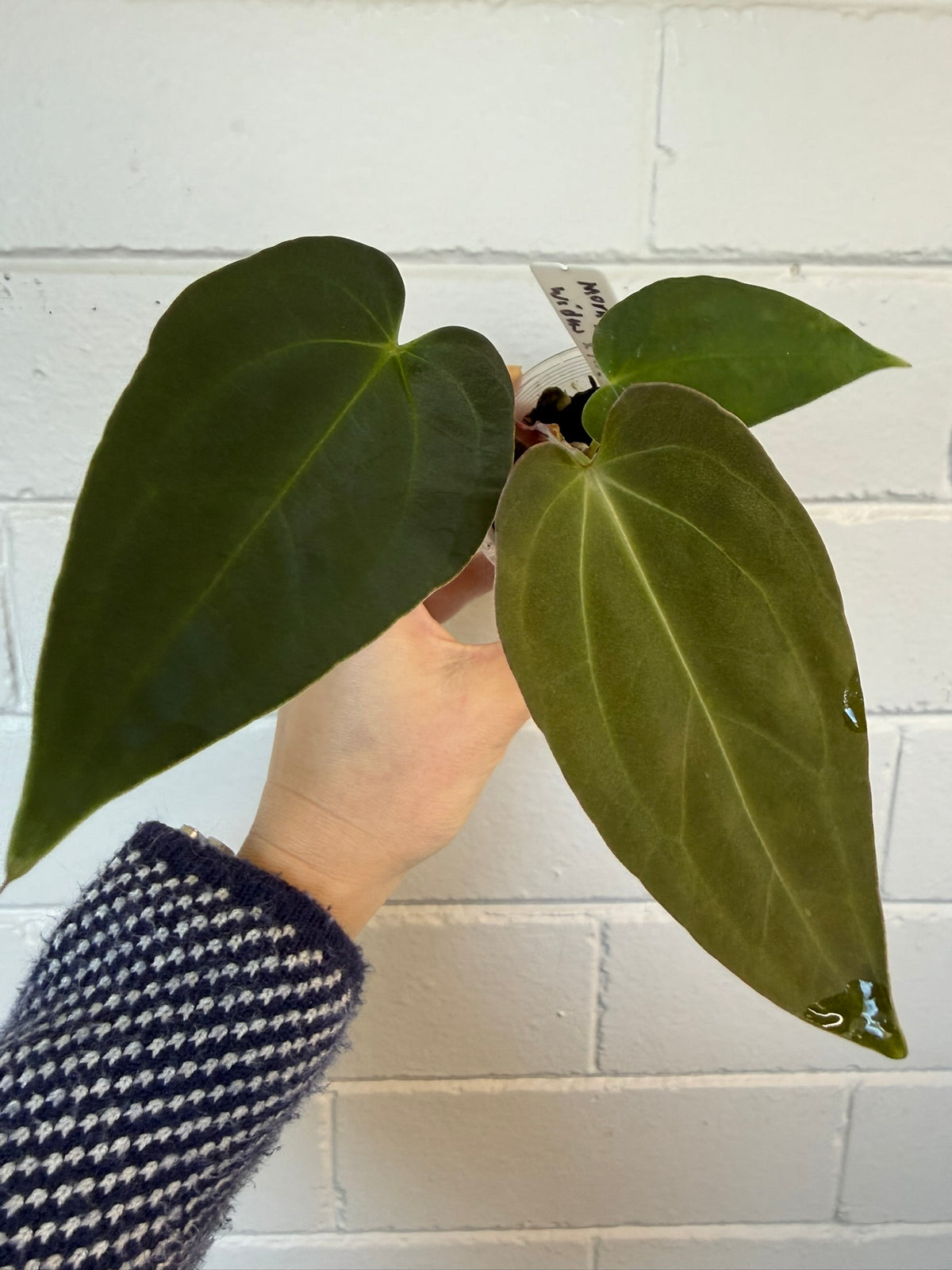 Anthurium 'Morningstar' | Widow X Reverse Cherry