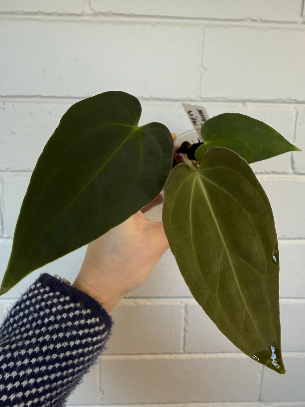 Anthurium 'Morningstar' | Widow X Reverse Cherry
