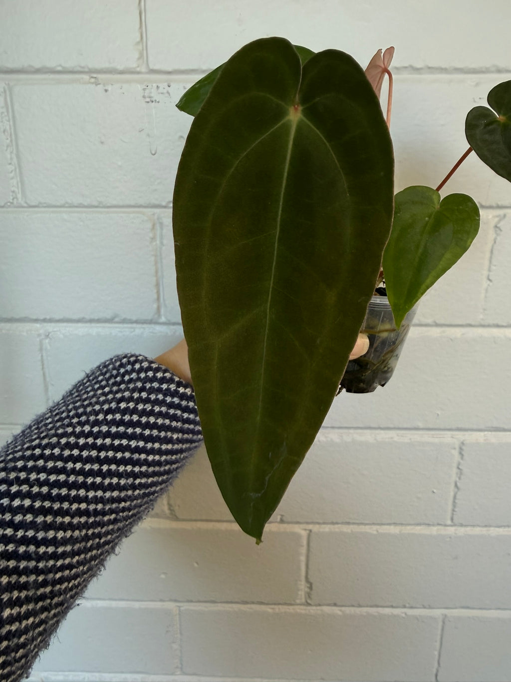 Anthurium 'Speedster' | Hoffxpapx X Reverse Cherry