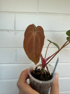Anthurium 'Speedster' | Hoffxpapx X Reverse Cherry
