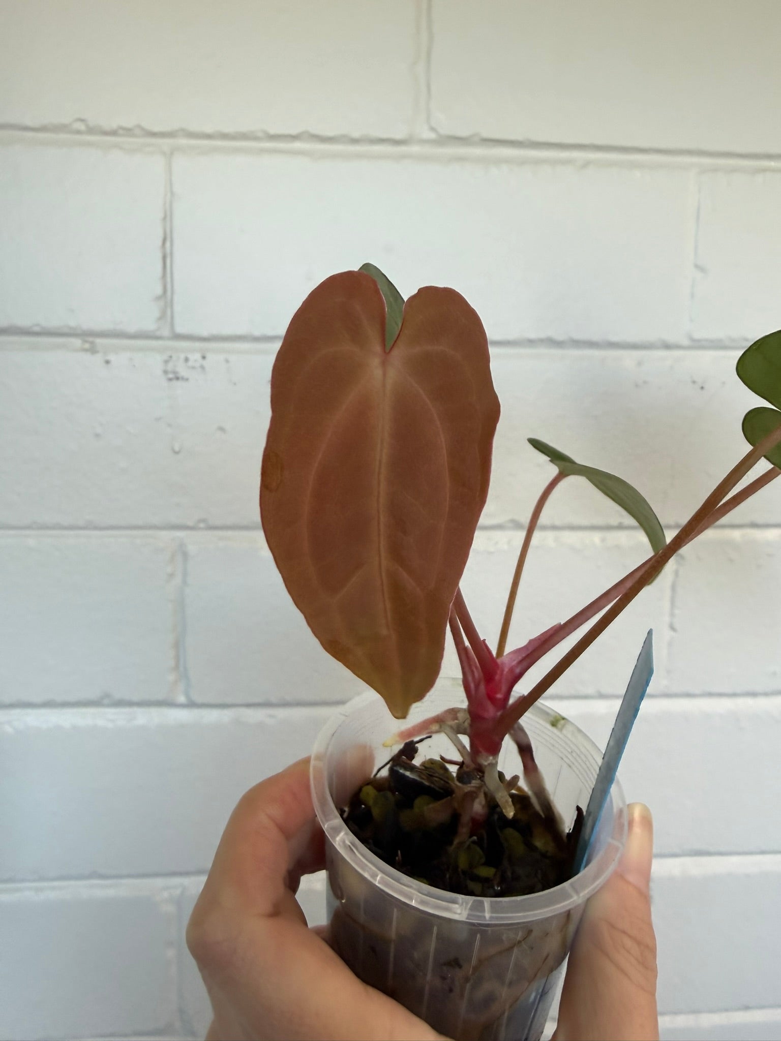 Anthurium 'Speedster' | Hoffxpapx X Reverse Cherry
