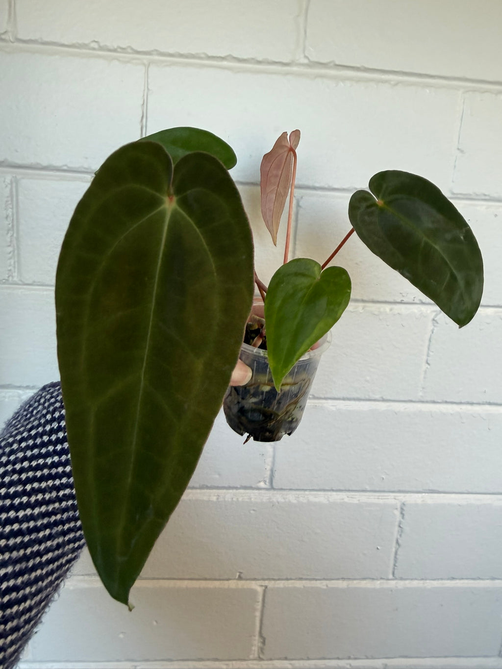 Anthurium 'Speedster' | Hoffxpapx X Reverse Cherry