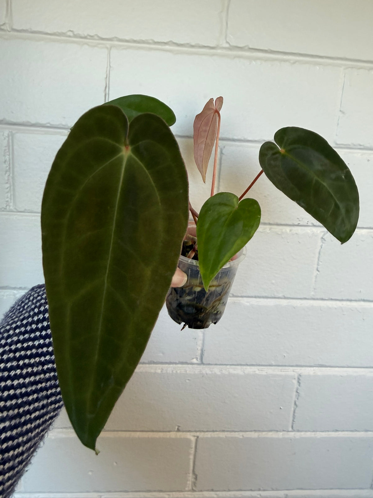 Anthurium 'Speedster' | Hoffxpapx X Reverse Cherry