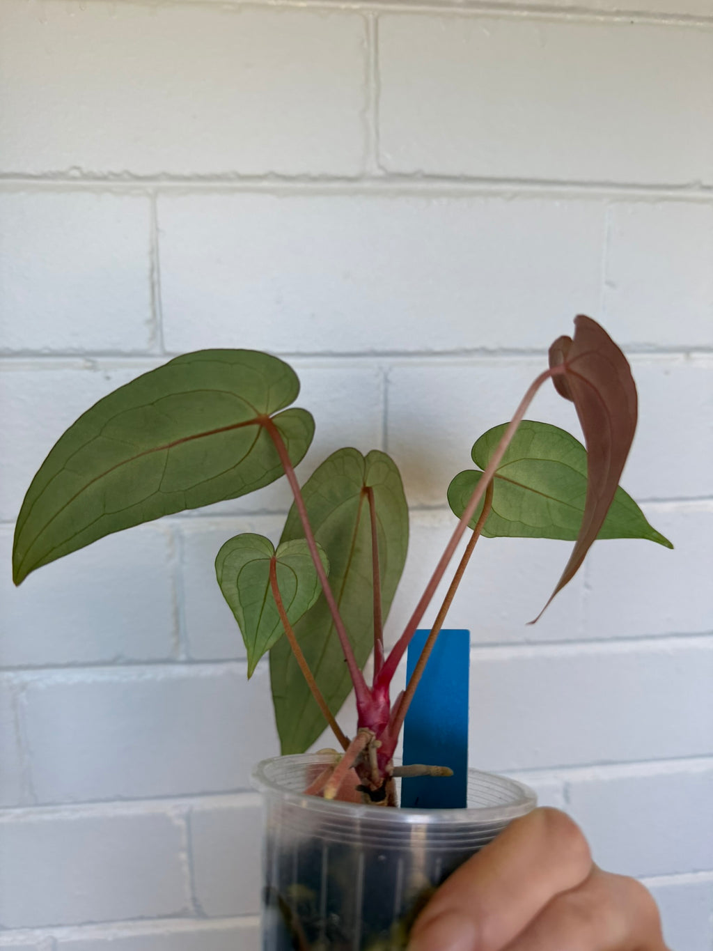 Anthurium 'Speedster' | Hoffxpapx X Reverse Cherry