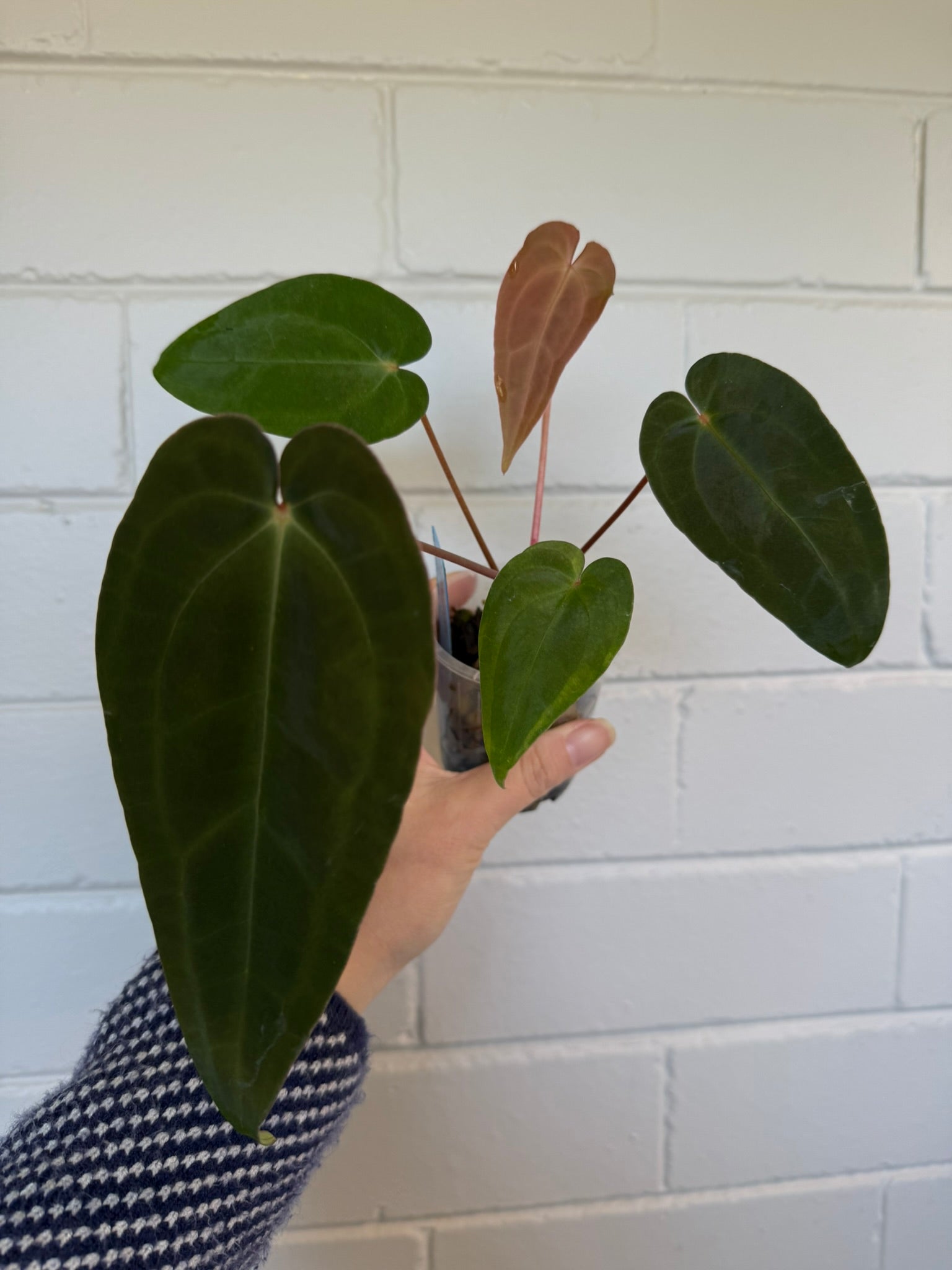 Anthurium 'Speedster' | Hoffxpapx X Reverse Cherry