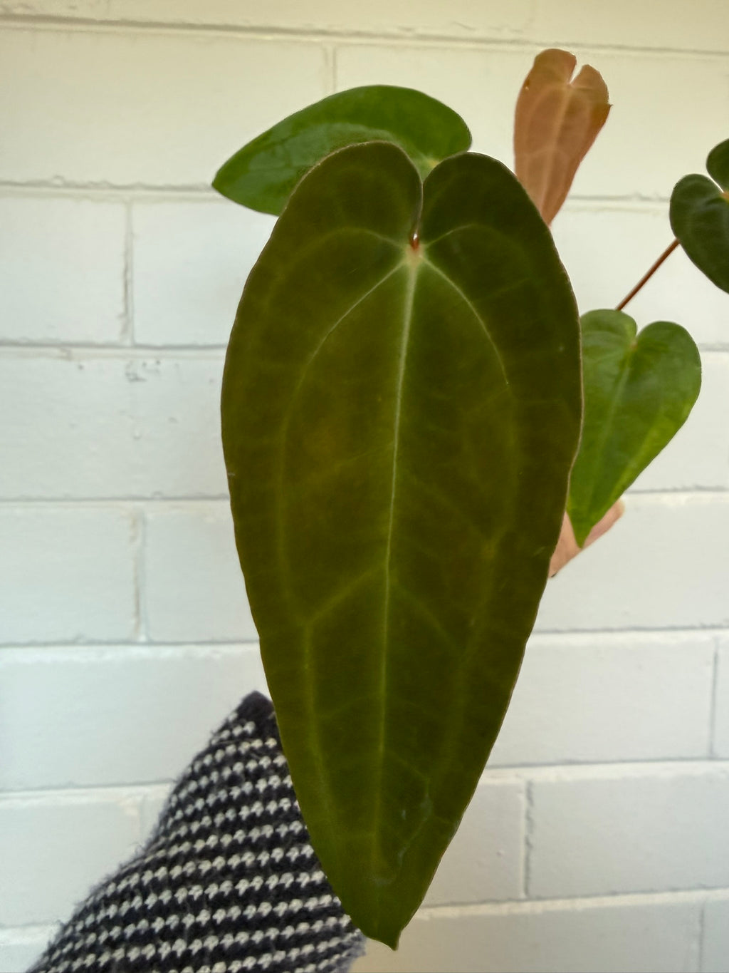 Anthurium 'Speedster' | Hoffxpapx X Reverse Cherry