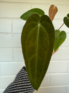 Anthurium 'Speedster' | Hoffxpapx X Reverse Cherry