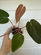 Anthurium 'Speedster' | Hoffxpapx X Reverse Cherry