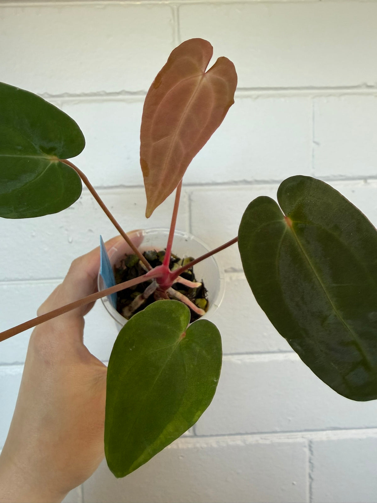Anthurium 'Speedster' | Hoffxpapx X Reverse Cherry