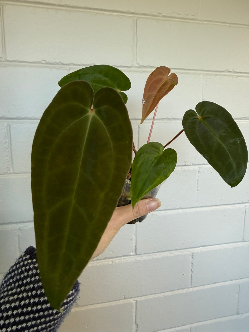 Anthurium 'Speedster' | Hoffxpapx X Reverse Cherry