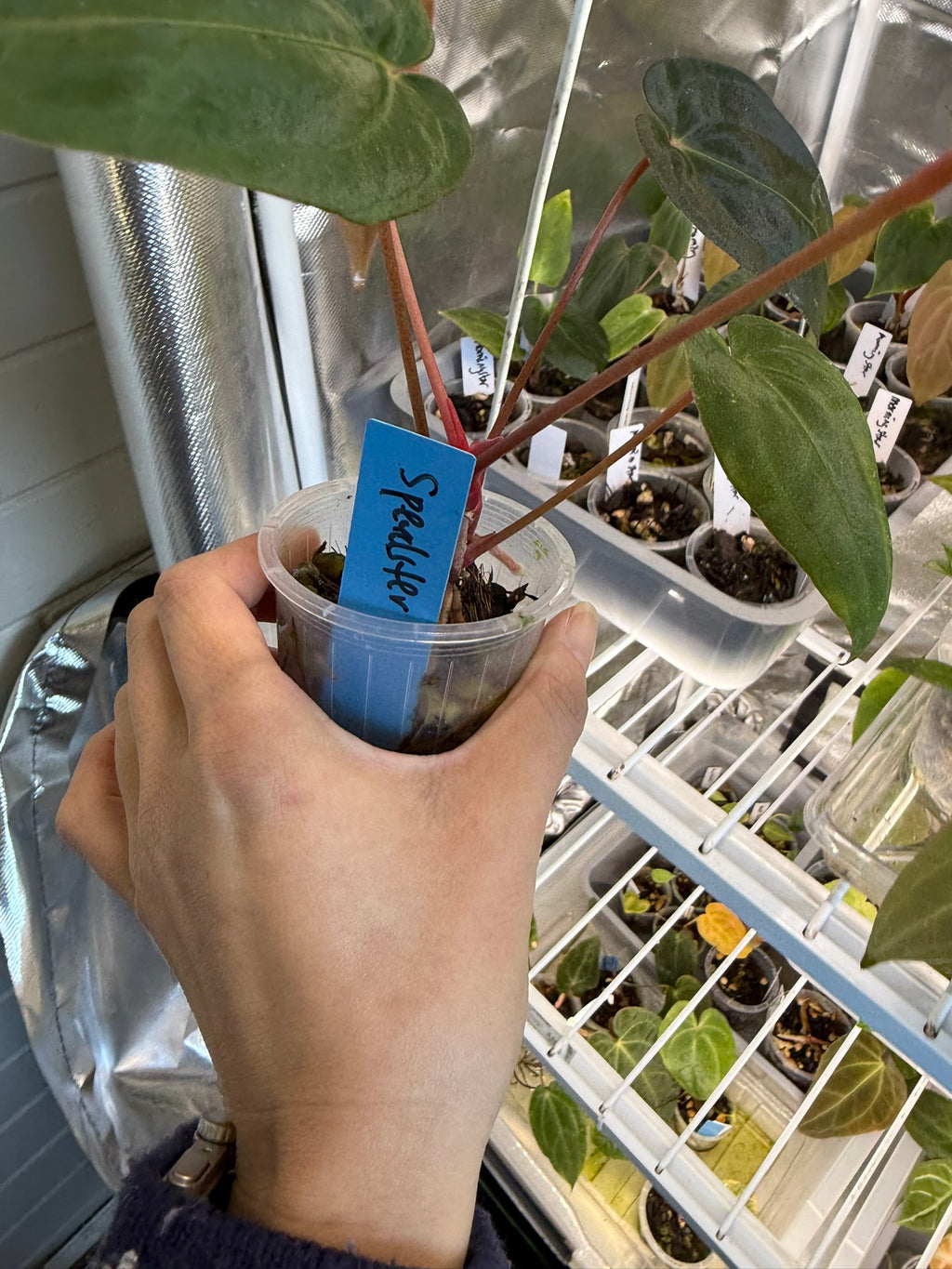 Anthurium 'Speedster' | Hoffxpapx X Reverse Cherry