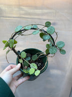 Hoya Matilde Splash