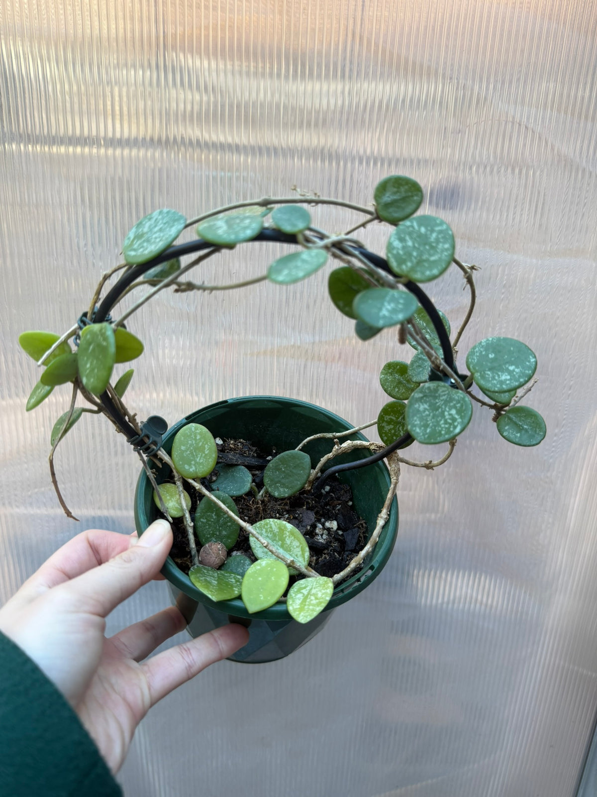 Hoya Matilde Splash