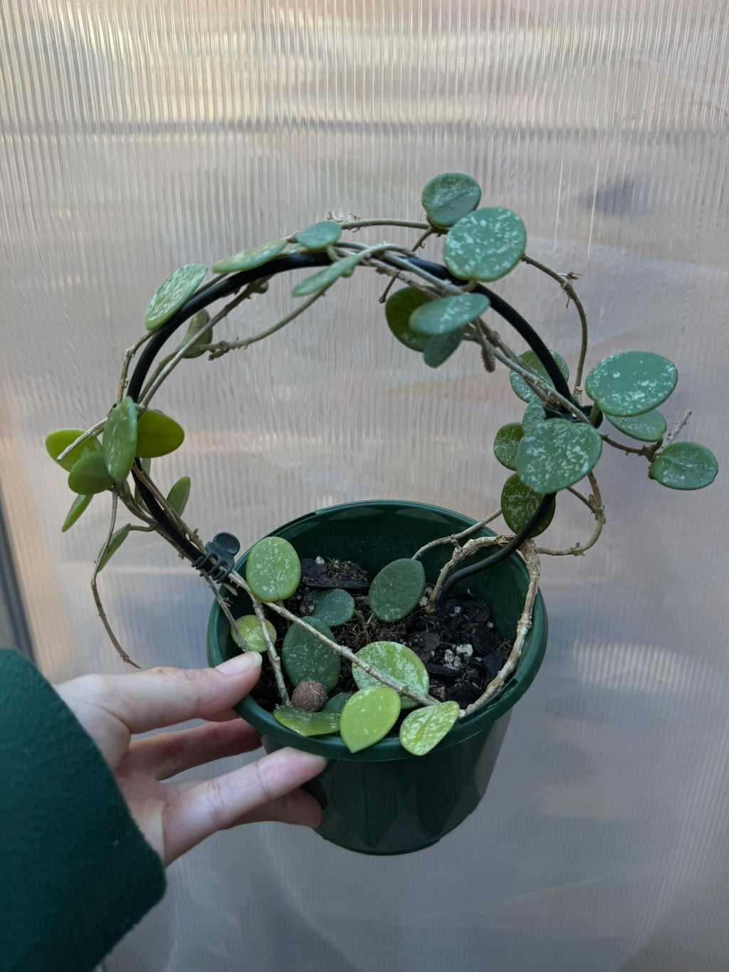 Hoya Matilde Splash