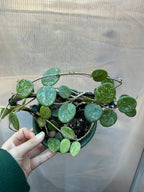 Hoya Matilde Splash
