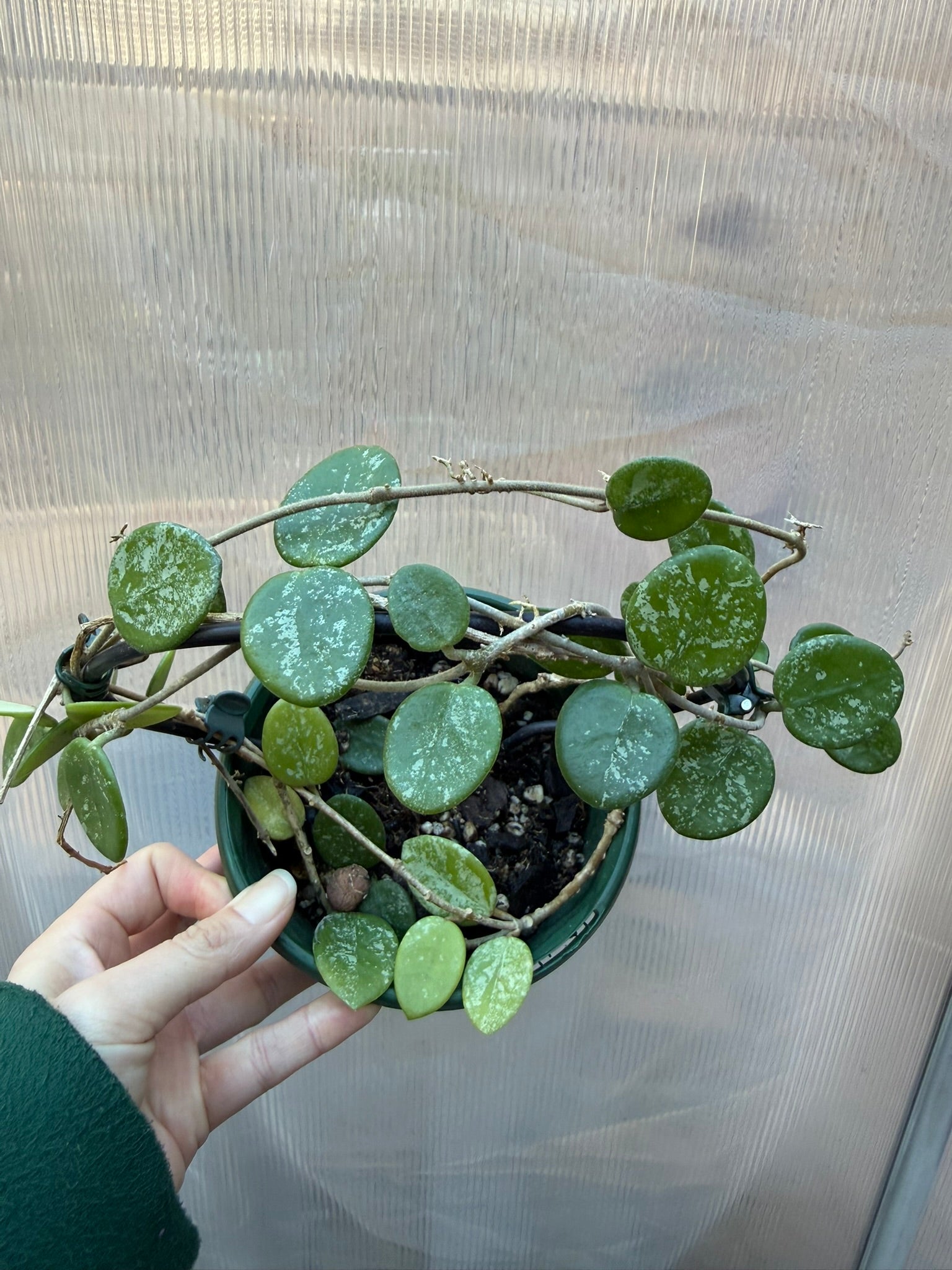 Hoya Matilde Splash