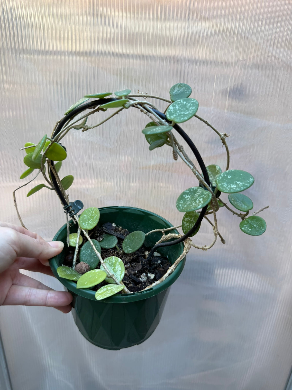 Hoya Matilde Splash