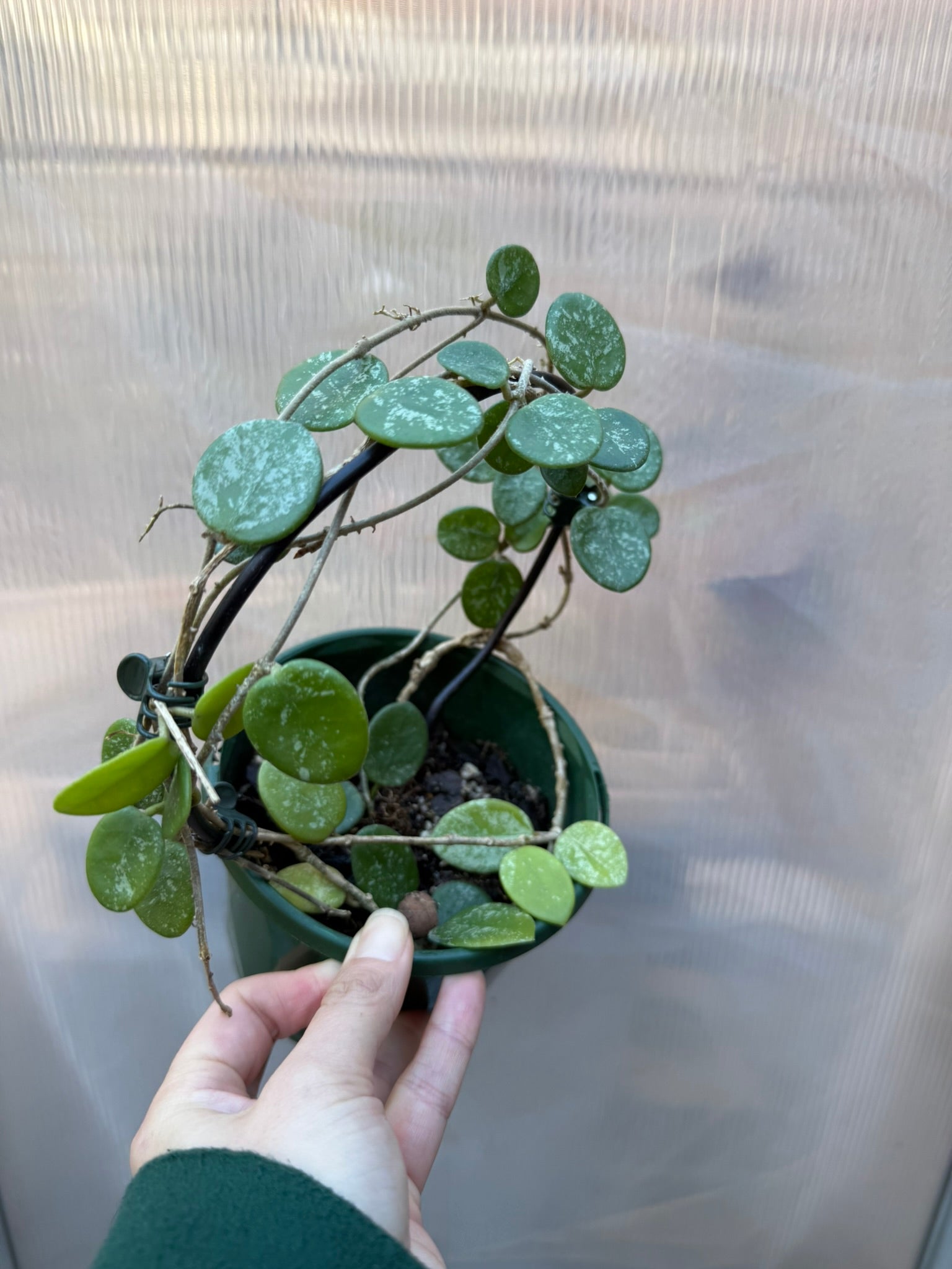 Hoya Matilde Splash