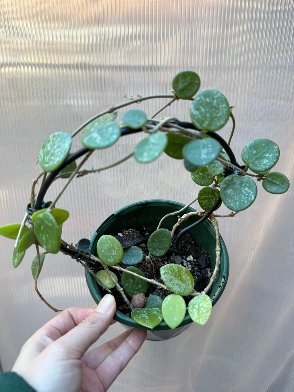 Hoya Matilde Splash