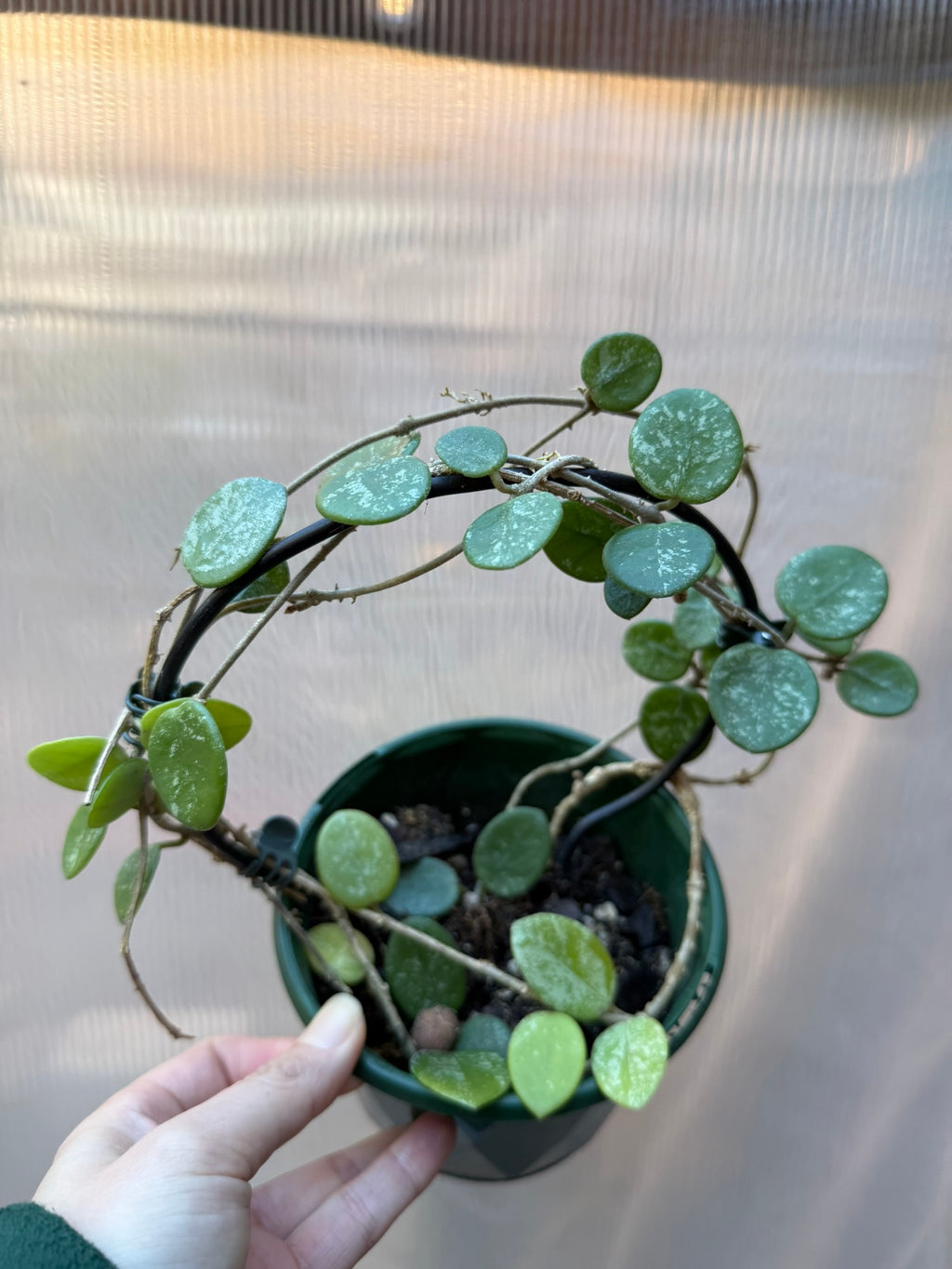 Hoya Matilde Splash