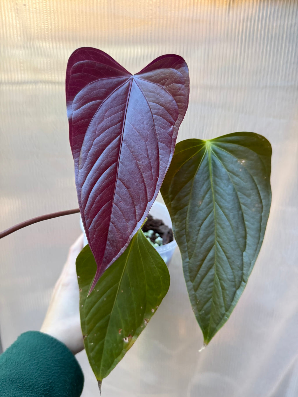 Anthurium 'Bosworth Beauty'